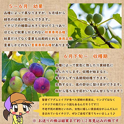 Amazon.co.jp: 【 選べる 】イチジク 【 ゴールドファイガー 】苗 苗木